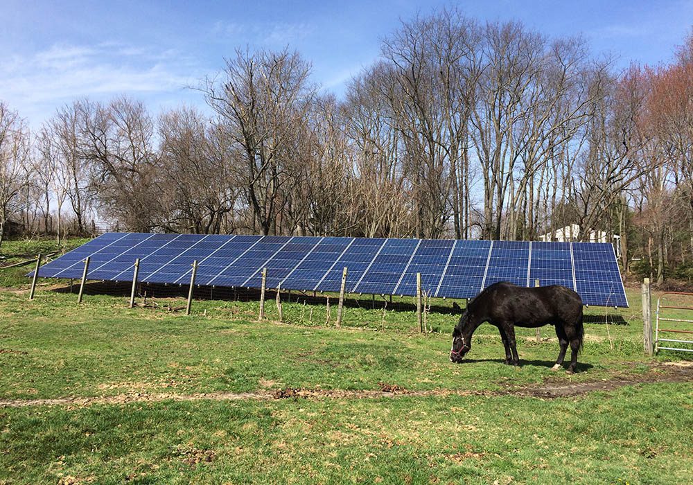 Horse standing in a field in front of ground-mounted solar panels with trees in the background